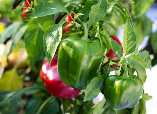Obtienen sustancias que mejoran la producción de los cultivos de forma natural