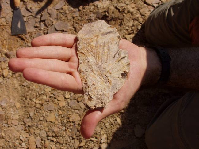 Paleobotánicos internacionales examinan los vegetales fósiles de la Sierra de la Demanda