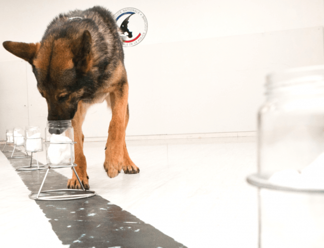 Perros policía identifican a los sospechosos por su olor sin errores
