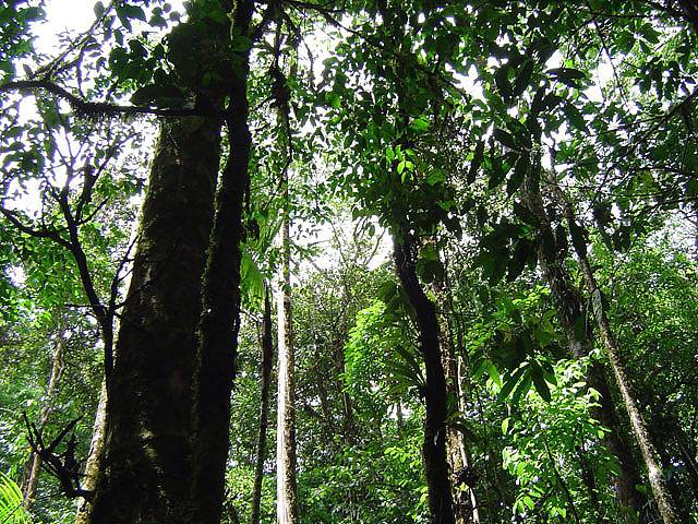 Plantar bosques en zonas de cultivo reduce ‘poco’ los efectos del cambio climático