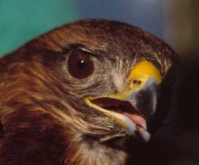 Plomo y cadmio en aves rapaces, un riesgo para su supervivencia