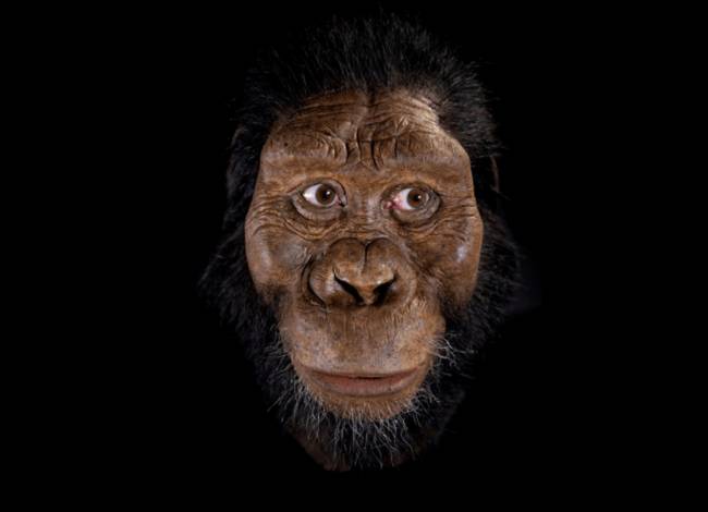 Reconstrucción facial de ‘Australopithecus anamensis’. / John Gurche