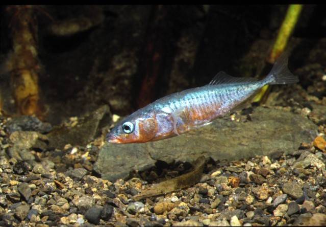 Por qué ciertos peces marinos se adaptan a ecosistemas de agua dulce
