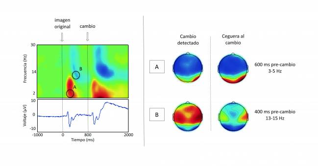 Actividad cerebral de la ceguera al cambio. Imagen: UAM.