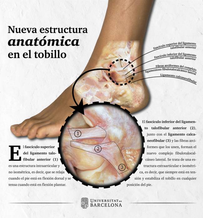 infografía de la nueva estructura anatómica