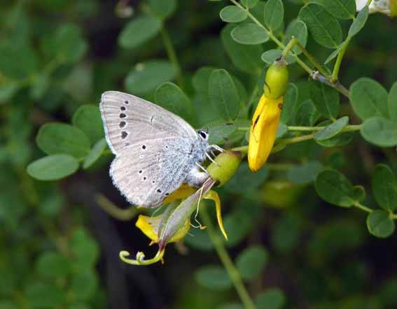 Predicen la distribución de una especie de mariposa a través de variables geométricas