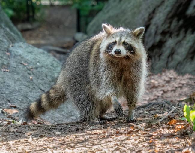 Presentan la lista de las especies exóticas invasoras más buscadas 