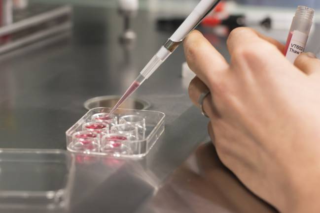 Preservar la fertilidad entre los 25 y los 35 años aumenta las tasas de éxito