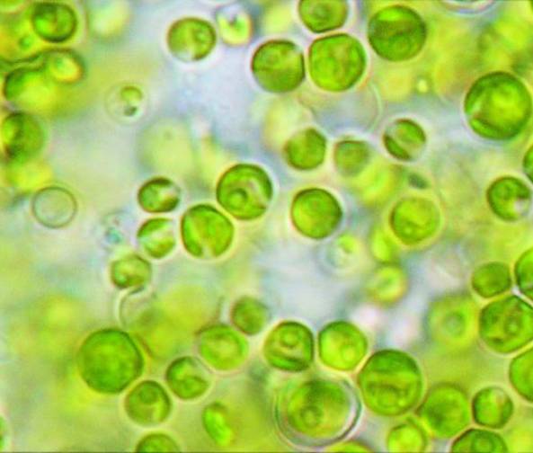 Primer perfil químico de las cinco microalgas más consumidas del mundo