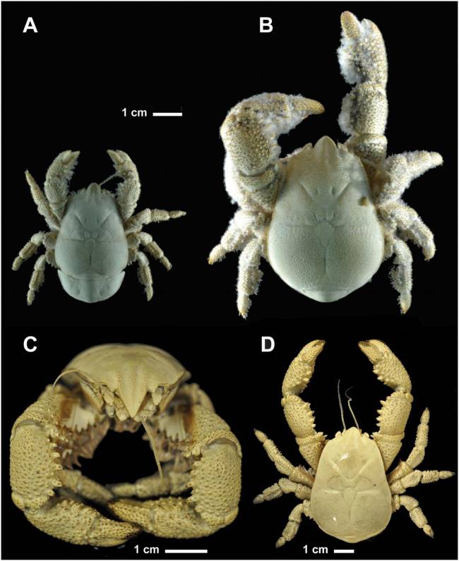 Primeras especies de cangrejo yeti en la Antártida