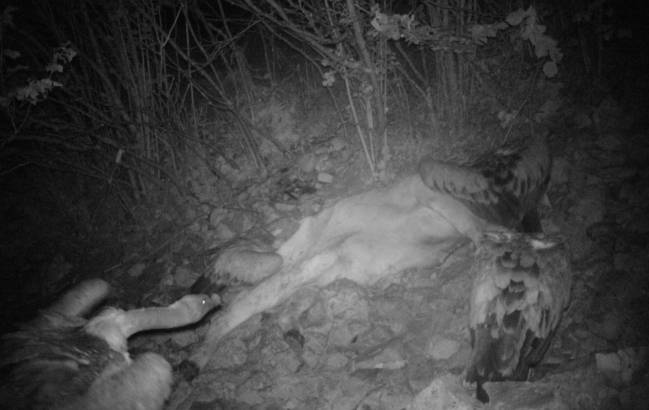 Primeras imágenes de buitres leonados alimentándose de noche