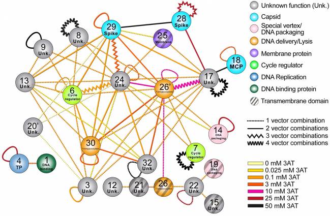 Profundizan en el conocimiento de un virus clave para la virología