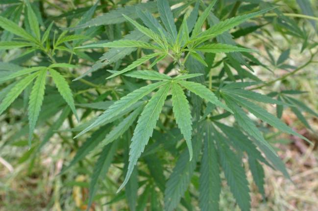 Profundizan en el origen de la alergia al cannabis