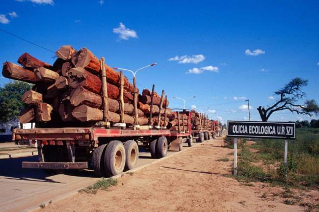 Proponen que la conservación de los bosques frente al cambio climático tome un  nuevo rumbo 
