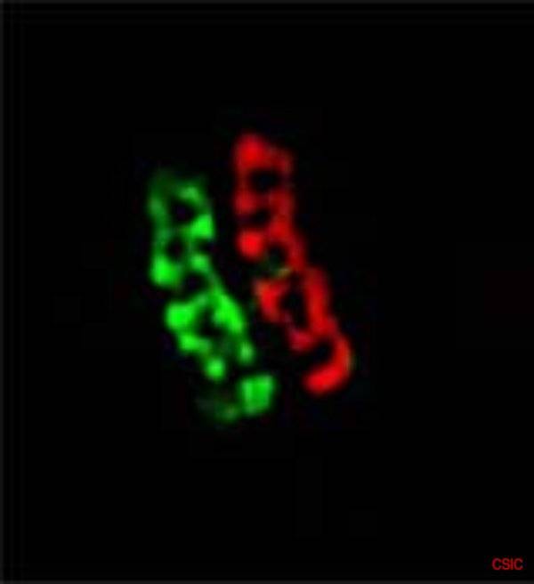 Prueban que los virus pueden usurpar la maquinaria de las bacterias para replicarse