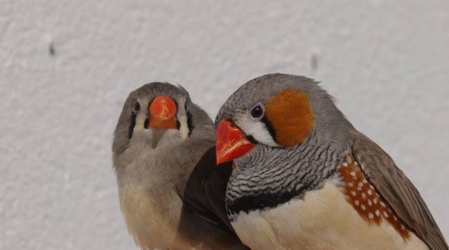 ¿Qué potencia la coloración roja de los ornamentos de las aves?