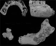 ¿Quiénes fueron los últimos neandertales?