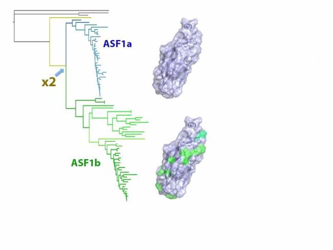 Rastrean la historia evolutiva de un gen relacionado con el cáncer