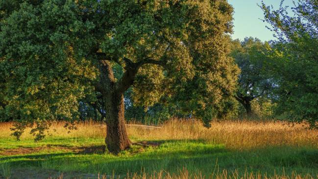 Reconstruyen el transcriptoma de la encina, esencial para entender su biología
