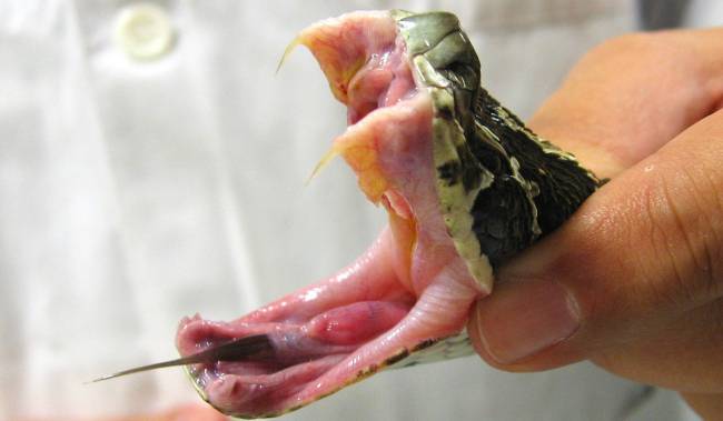 Reconstruyen la historia evolutiva de seis venenos de serpiente