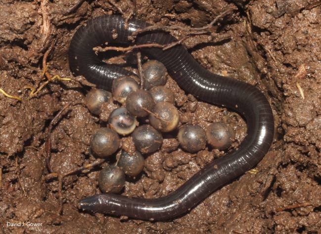 Reconstruyen las relaciones de parentesco de las cecilias, los anfibios más desconocidos