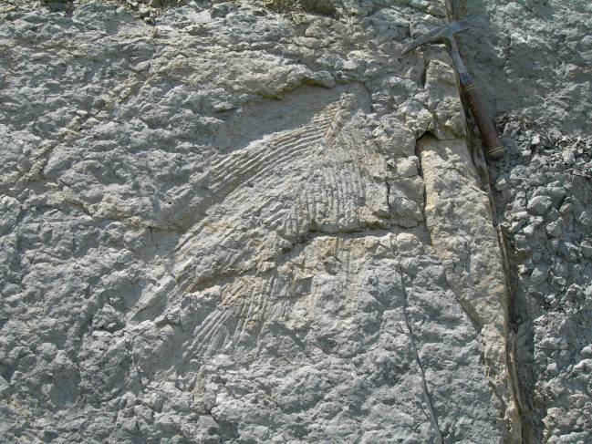  Reconstruyen una de las palmeras más antiguas del mundo