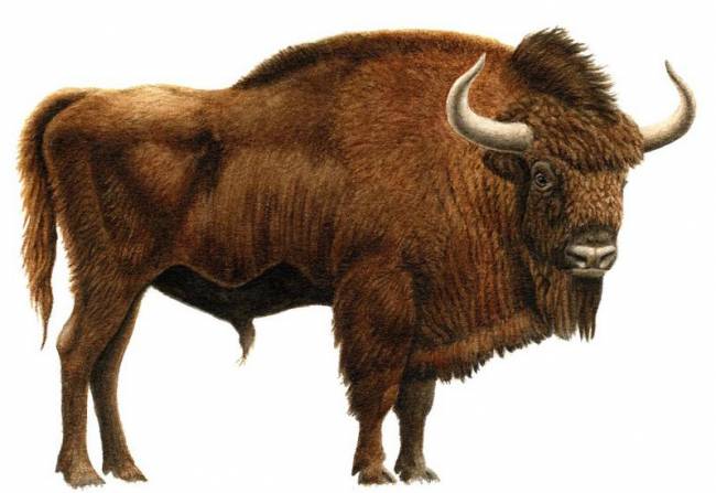 Recuperan el cráneo de un bisonte de la Edad del Hielo en una cueva de Ribadesella