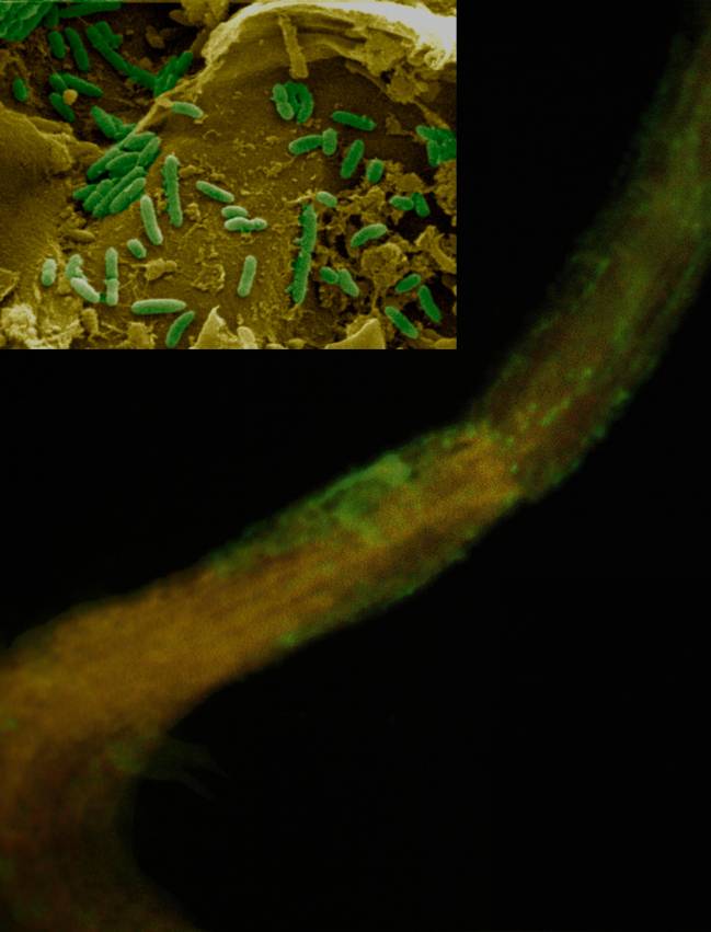 Regulación del movimiento en bacterias que promueven el crecimiento de las plantas