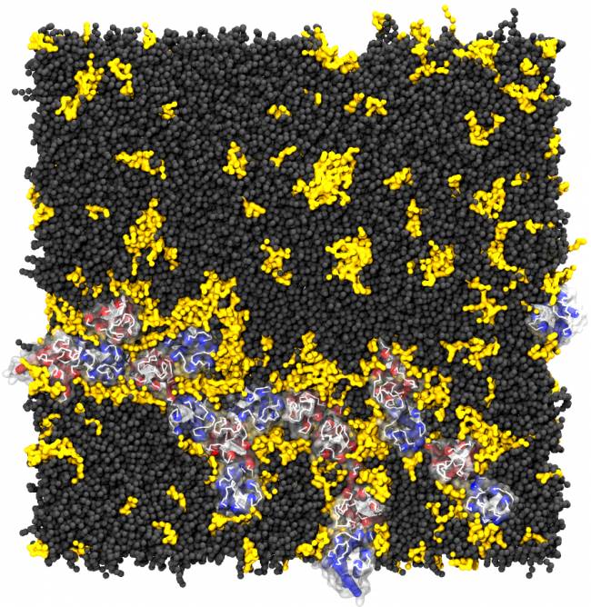 Regular los lípidos de las membranas neuronales, clave en alzhéimer y párkinson