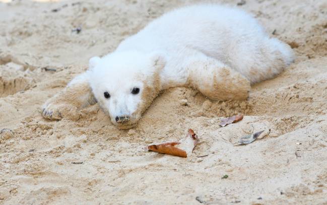 Resuelto el misterio de la enfermedad del oso polar Knut
