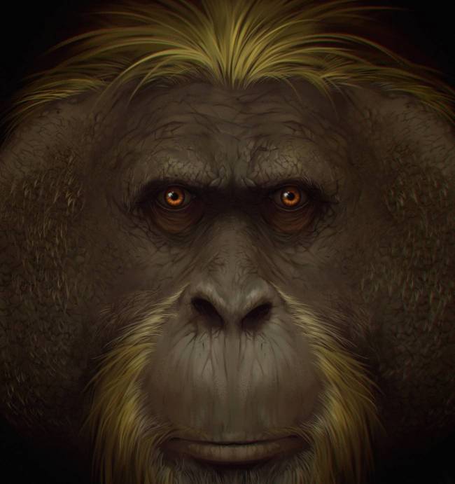 Resuelto el misterio de la extinción del mayor primate conocido