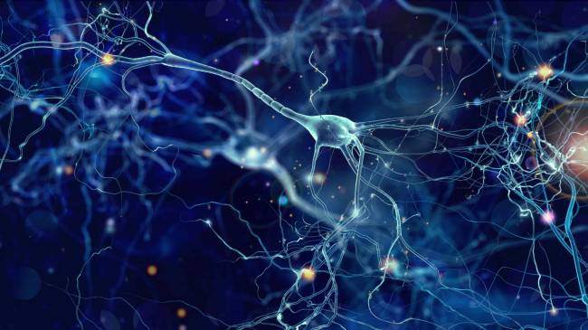 excitabilidad de las neuronas, cerebro