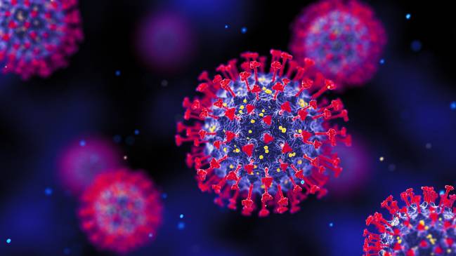 Revelan que la parte menos conocida de la proteína Spike del coronavirus es vital para la infección