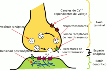 Revelan una nueva función en el cerebro para una proteína supresora de tumores