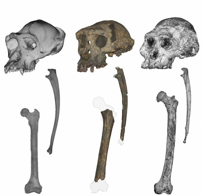 ‘Sahelanthropus’ se consolida como el primer antepasado humano que caminó a dos piernas