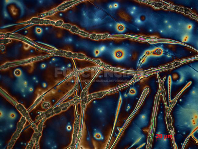 Se entregan los premios del Octavo Certamen de Fotografía Científica FOTCIENCIA
