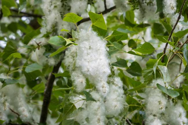 Se prevén niveles de polen altos durante la primavera, pero un verano con valores normales 