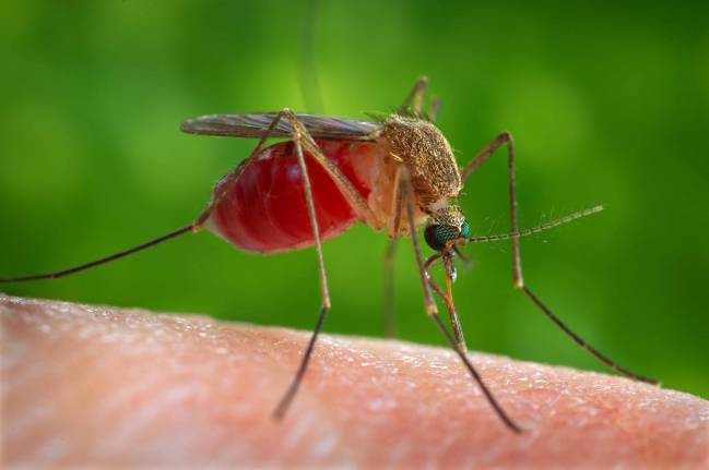 Secuencian el genoma del mosquito que propaga el virus del Nilo Occidental