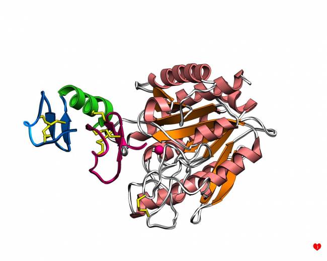 Sientan las bases para el diseño de una vacuna contra una de las infecciones por lombrices intestinales más comunes