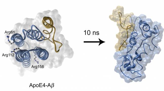 Simulan por computador el mal funcionamiento de una proteína implicada en la enfermedad de Alzheimer
