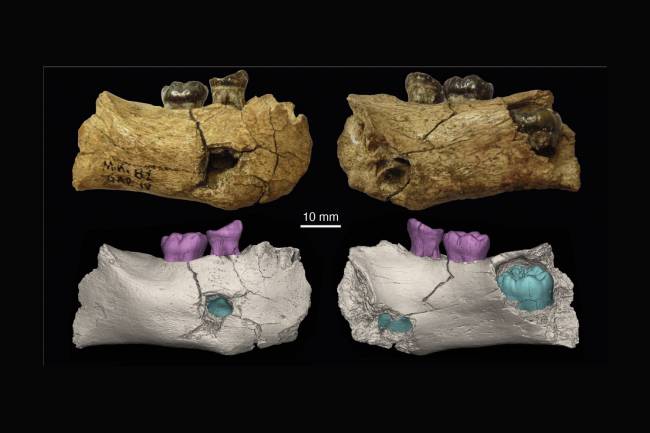 Sitúan por primera vez la aparición del 'Homo erectus' hace 2 millones de años