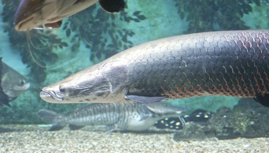 Solo diez especies se han recuperado en medio de la crisis de biodiversidad