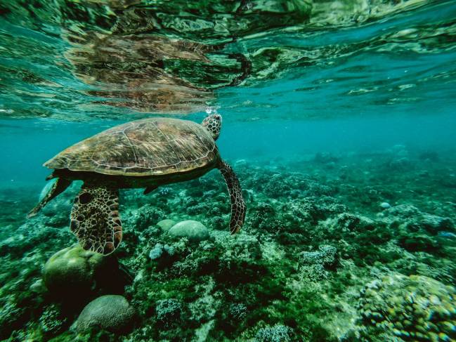 Solo un 13% de los océanos del mundo permanece salvaje