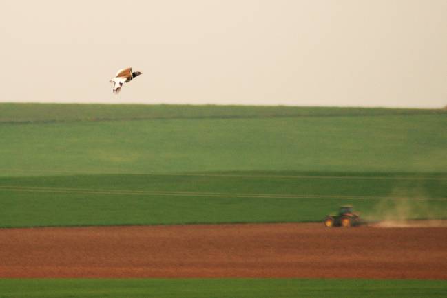 ¿Son útiles las medidas agroambientales para la conservación de las aves esteparias?