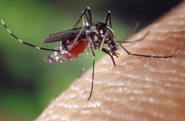 Tecnología espacial contra los mosquitos