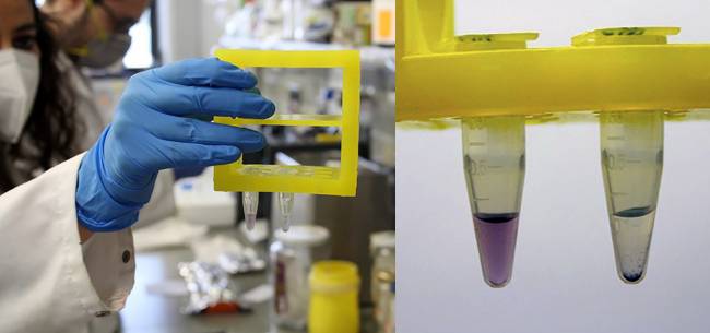 Test colorimétrico con nanopartículas de oro para detectar el coronavirus