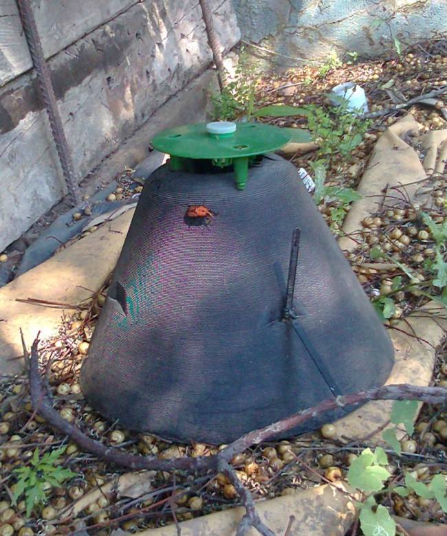 Trampas piramidales para atrapar al picudo rojo de las palmeras