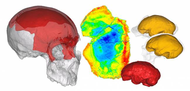 Tres estudios sobre tres fósiles de homínidos de tres continentes