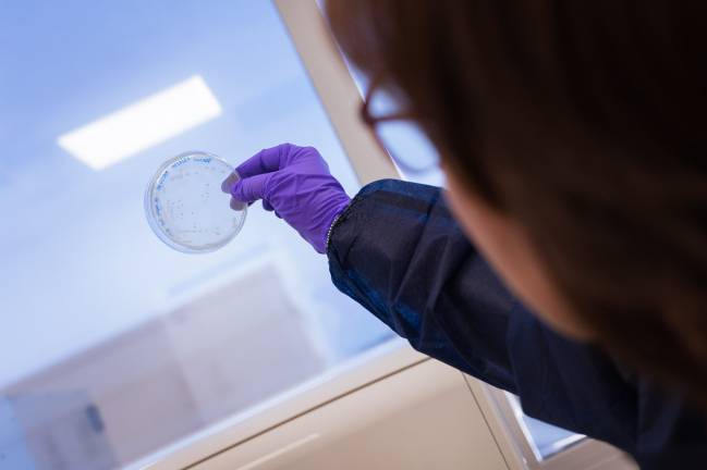 Un anticuerpo protege ‘in vitro’ a las células del sistema inmunitario de una peligrosa bacteria hospitalaria