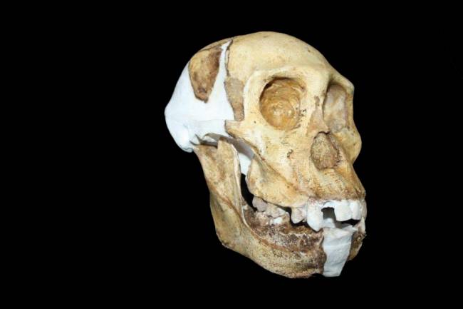 Un australopiteco con características humanas, candidato a precursor del 'Homo'
